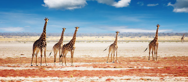Ghandzi District